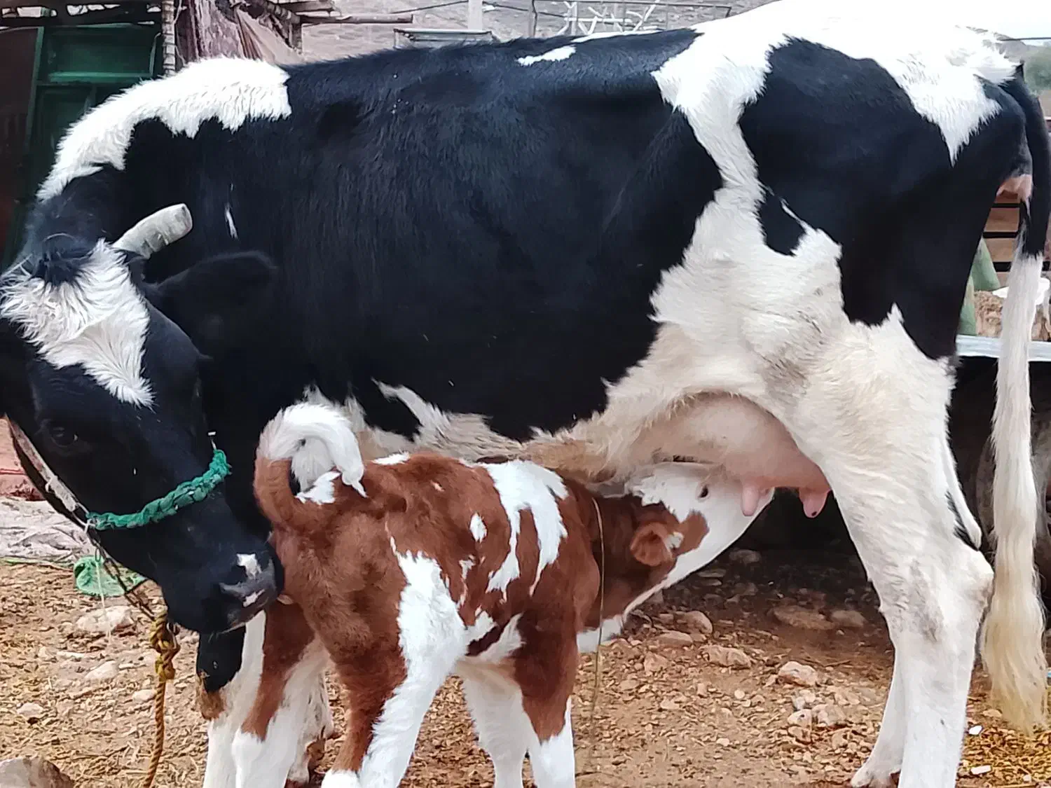 گاو|حیوانات مزرعه|لالی, |دیوار