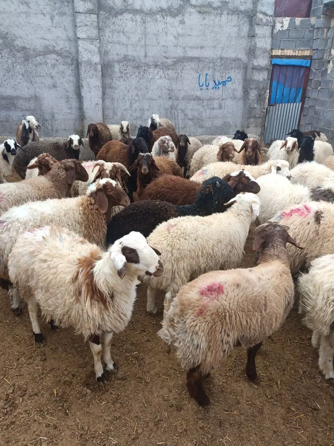 بره|حیوانات مزرعه|خمین, |دیوار