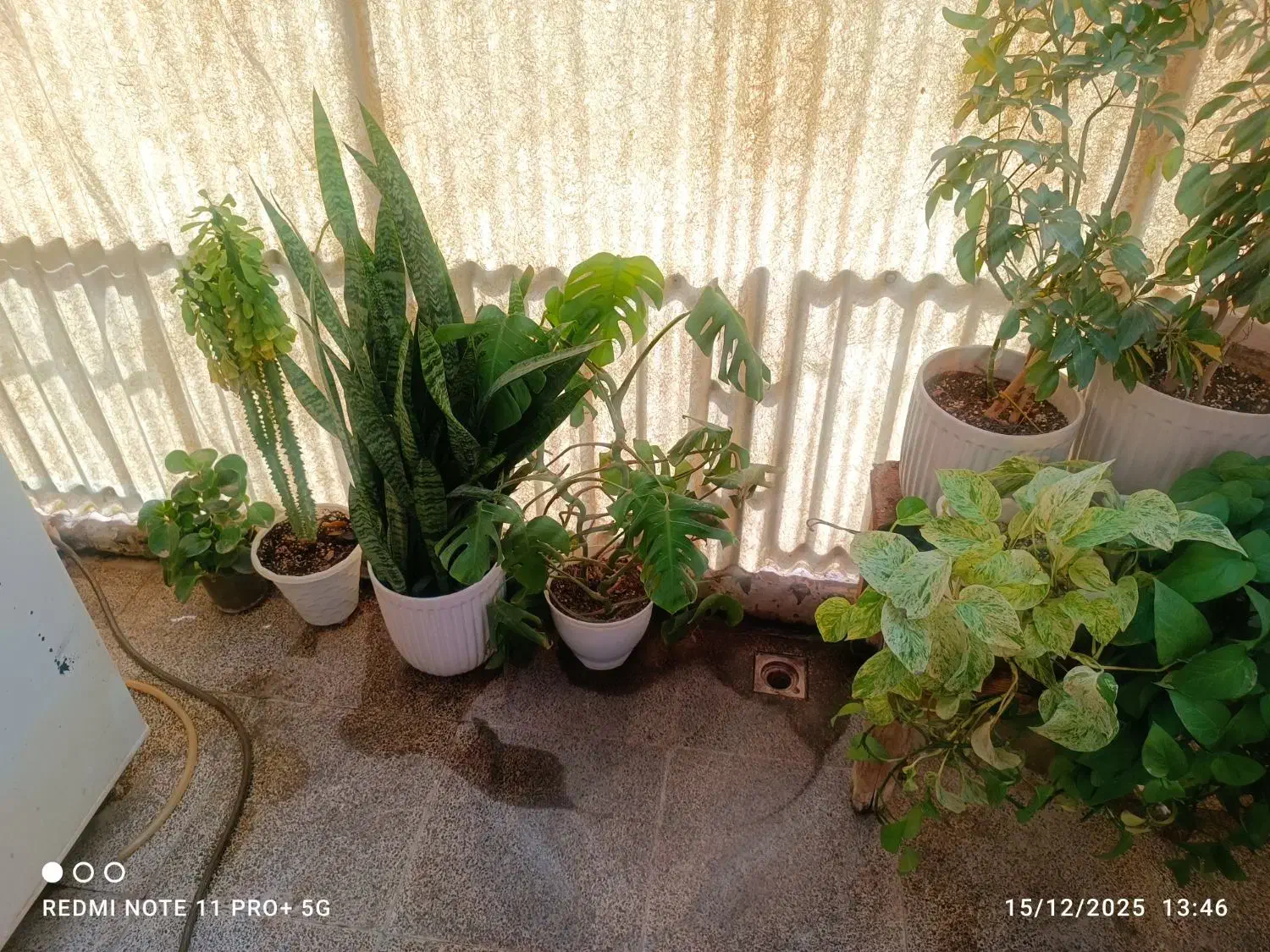 گل های طبیعی|گل و گیاه طبیعی|هشتگرد, شهرک راه آهن|دیوار