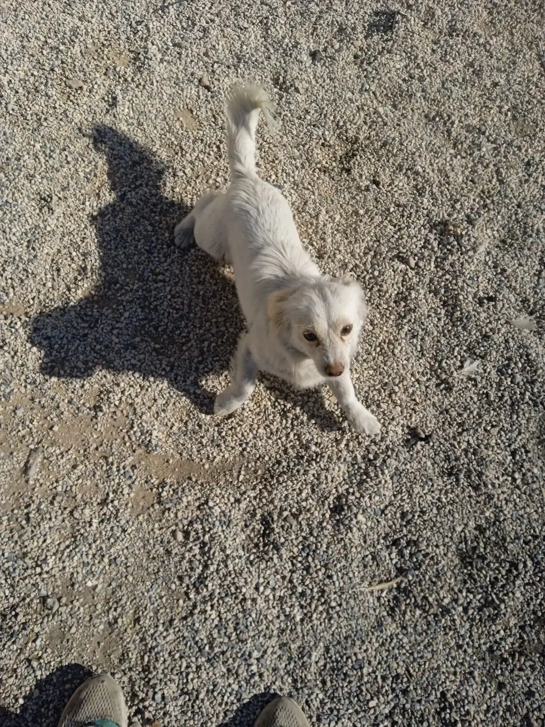 سه تا سگ پاپی|سگ|شاهین‌شهر, حاجی آباد|دیوار