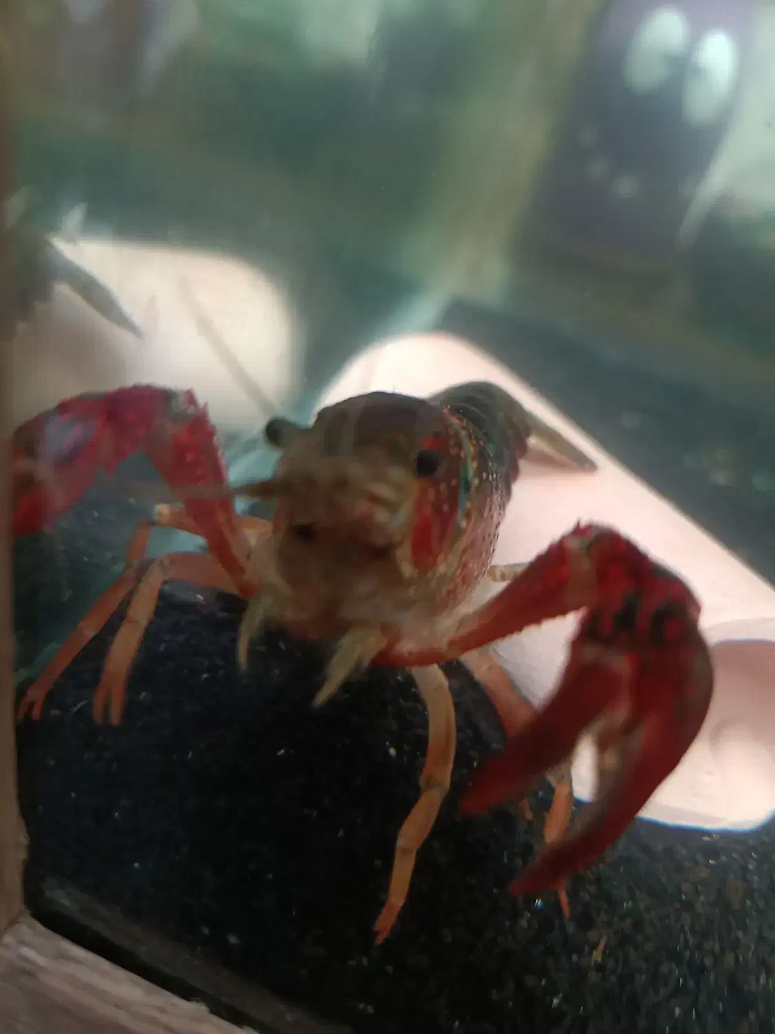 لابستر|خزنده|اصفهان, بهارستان|دیوار