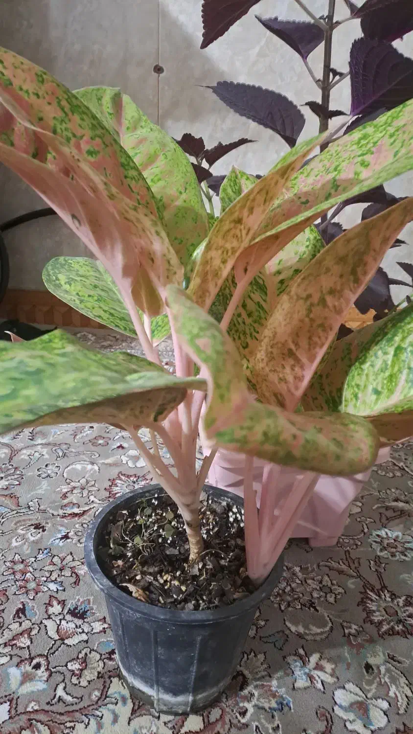 گل اگلونما پینک لیدی|گل و گیاه طبیعی|جوانرود, |دیوار