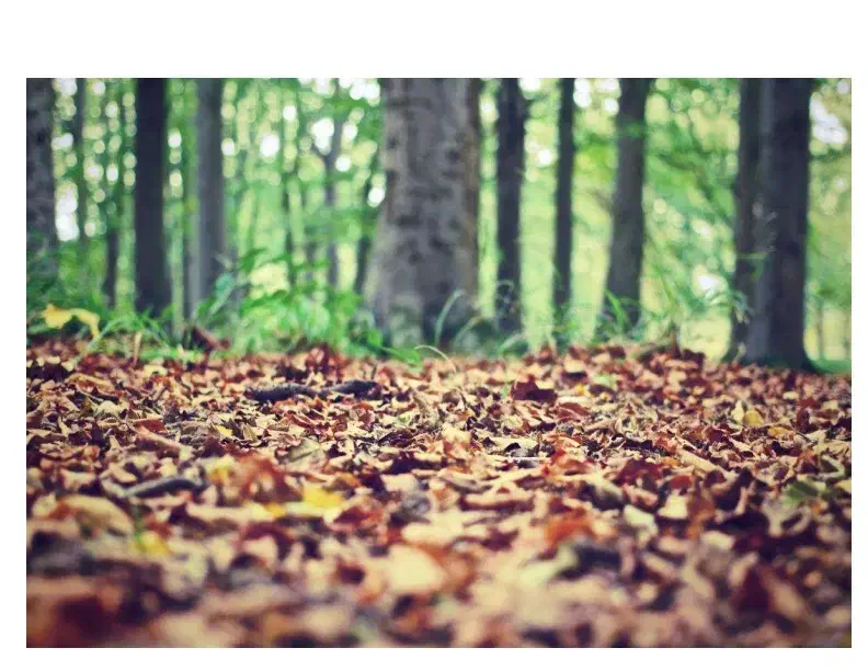 خریدار نقدی چوب هیزم و کاتین (سر شاخه)|خدمات باغبانی و درختکاری|لاهیجان, بازکیاگوراب|دیوار