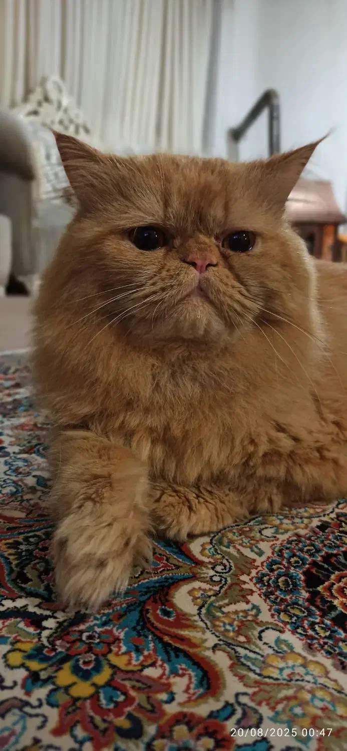 گربه پرشین نرفلت.جفت..گیری|گربه|ارومیه, |دیوار