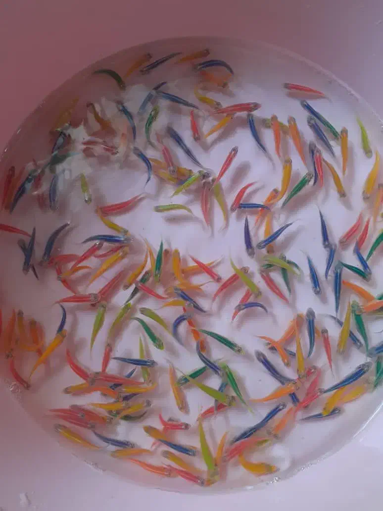 فروش عمده ماهی زبرا انواع سایز و رنگ|ماهی|تهران, آرژانتین|دیوار