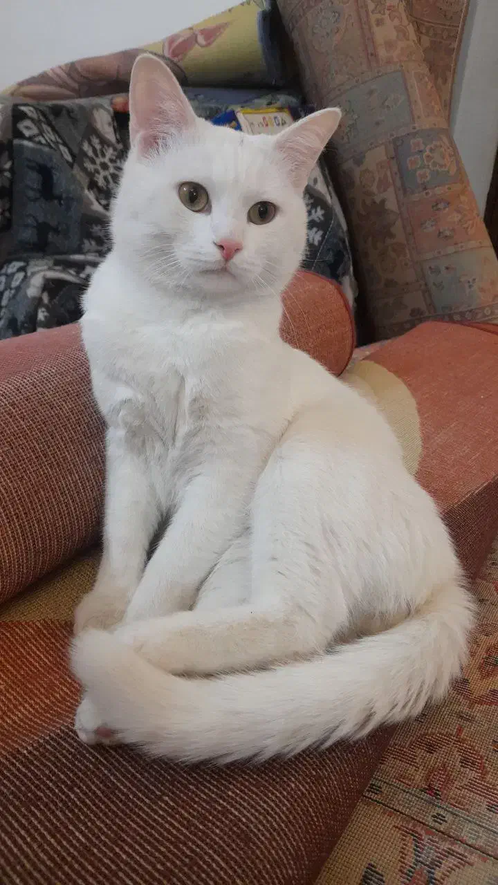 گربه خانگی|گربه|یزد, |دیوار