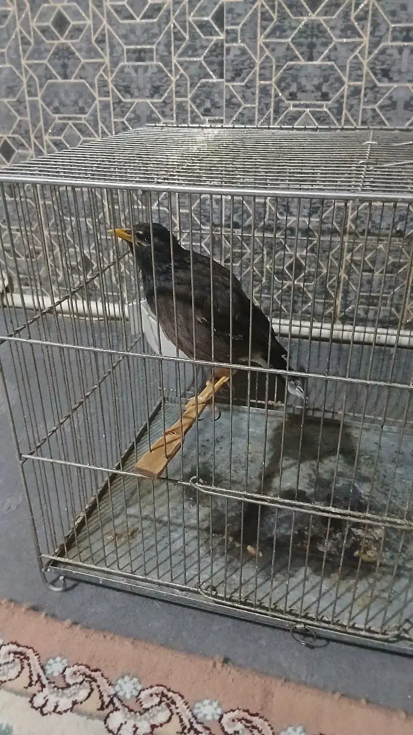 مرغ مینا دستی|پرنده|تهران, فلسطین (میدان انقلاب)|دیوار