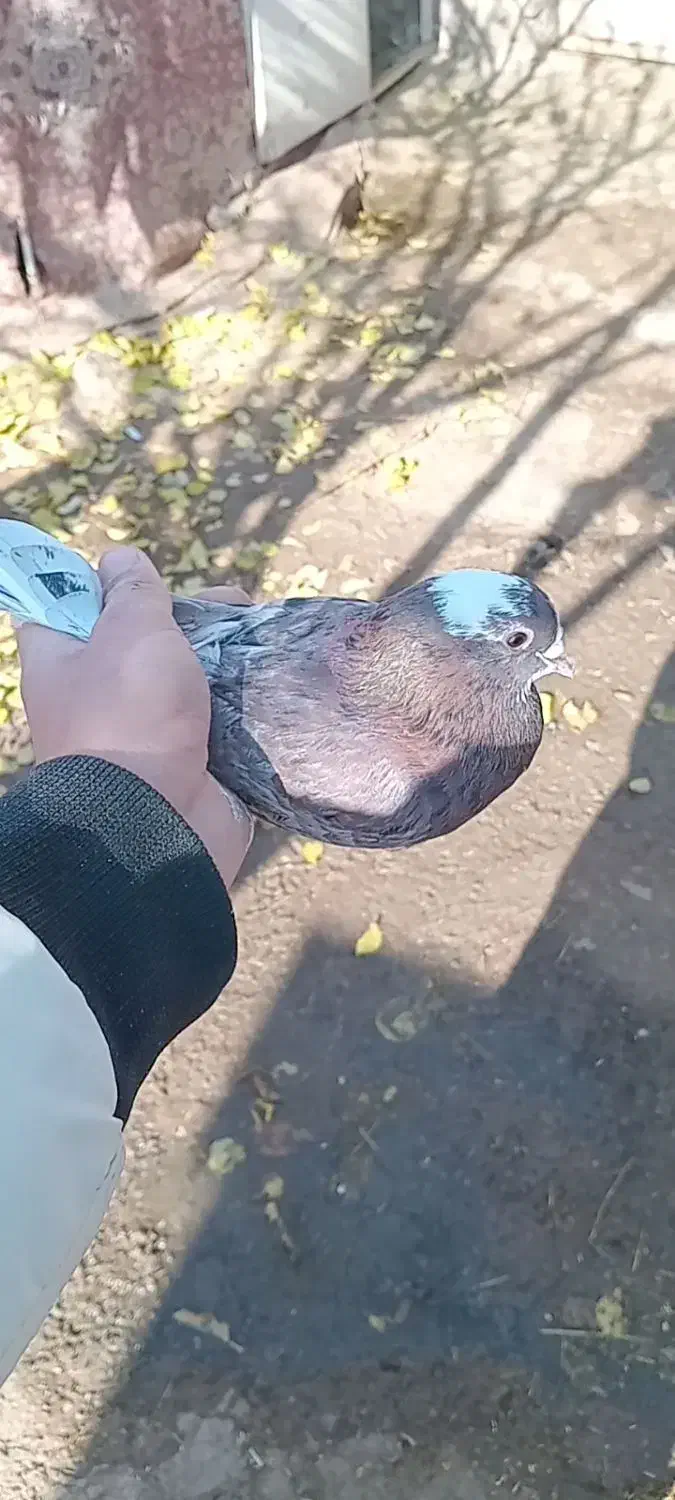 سرول|پرنده|ایجرود, |دیوار