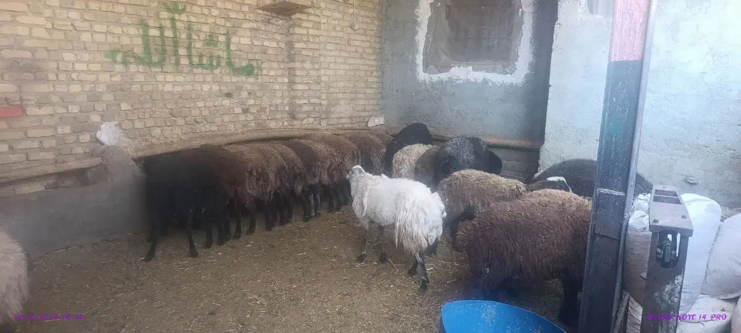 قربانی فروشی|حیوانات مزرعه|تهران, امین حضور|دیوار