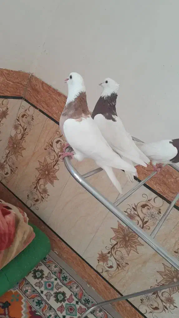 کبوتر|پرنده|شوشتر, |دیوار