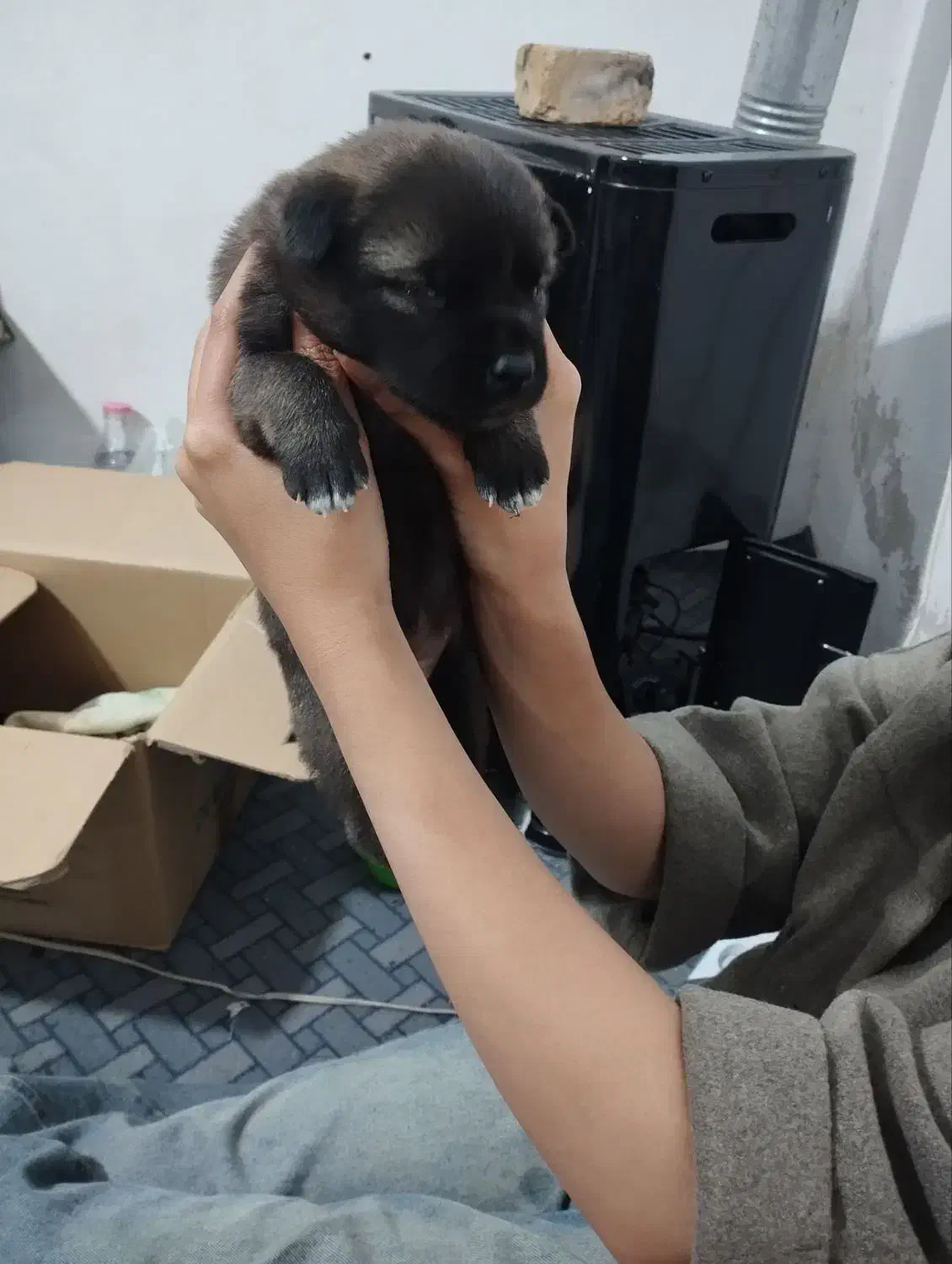 توله سرابی به شرط|سگ|هشتگرد, شهرک راه آهن|دیوار