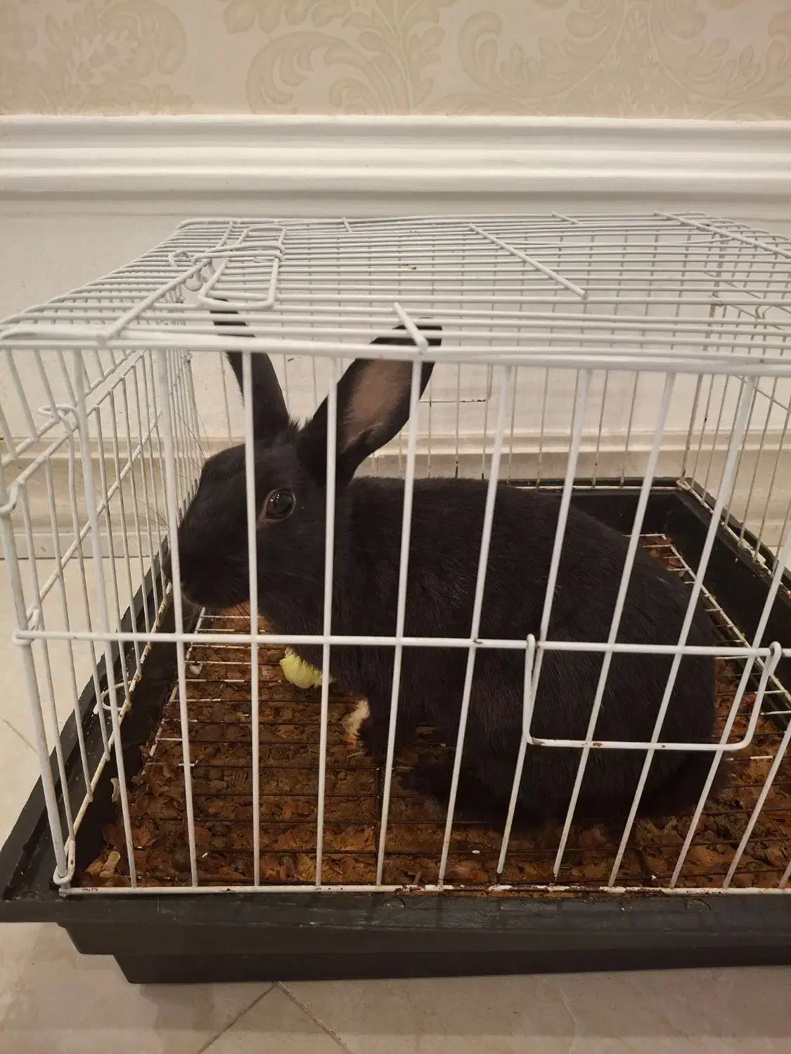 خرگوش ماده|موش و خرگوش|نوشهر, |دیوار