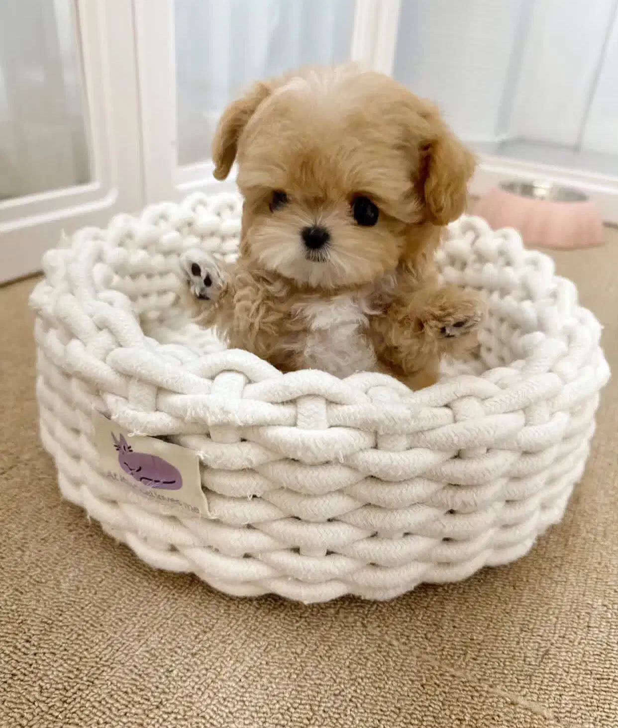 پودل کراس|سگ|تهران, شاهین|دیوار