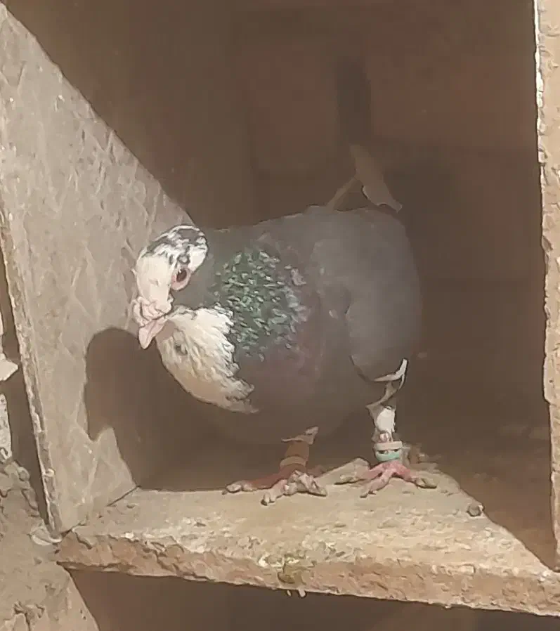 کفتر یا کبوتر|پرنده|تربت‌حیدریه, بالا ولایت|دیوار