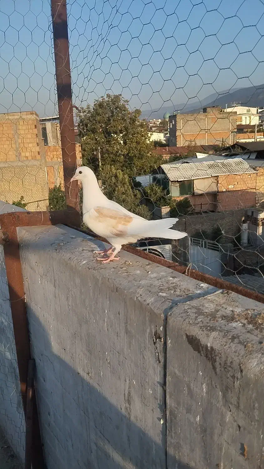 کبوتر دوبال|پرنده|دلند, |دیوار