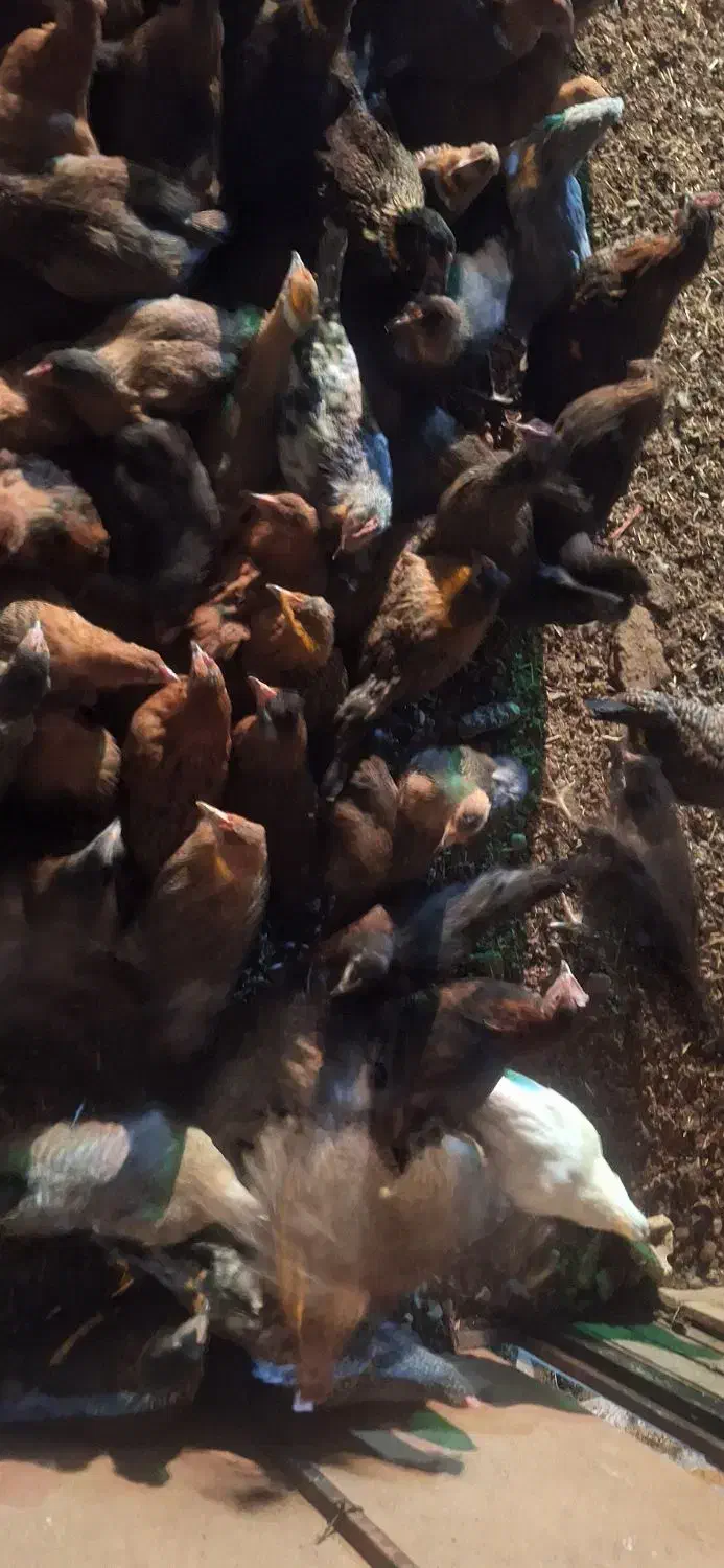 نیمچه مرغ خروس محلی گلپایگانی جهادی ۴و۵ ماهه|حیوانات مزرعه|تهران, کیانشهر|دیوار