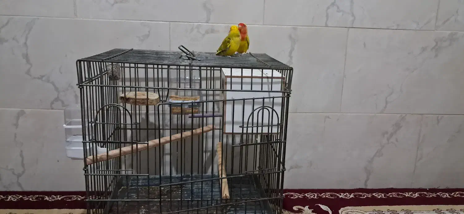 طوطی کوتوله|پرنده|قدس, شهر‌قدس|دیوار