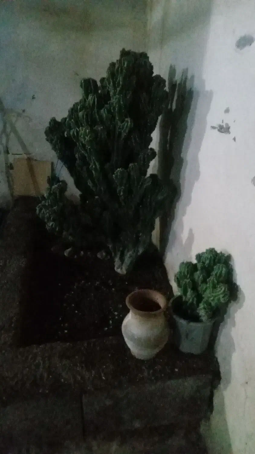 معاوضه با پرنده|گل و گیاه طبیعی|بره‌سر, |دیوار