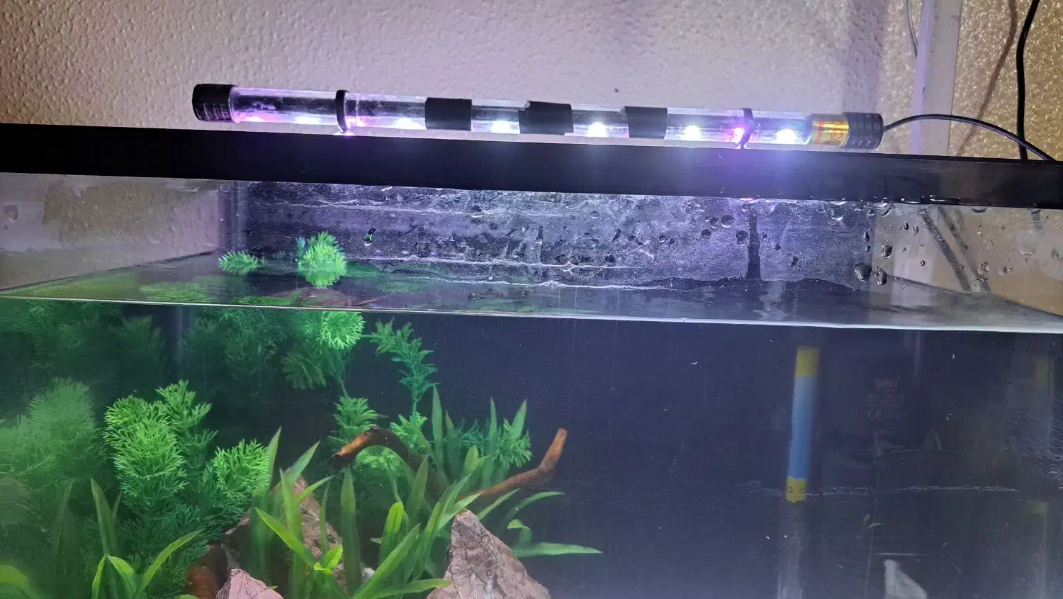 اکواریوم|ماهی|شاهینشهر, خانه کارگر|دیوار