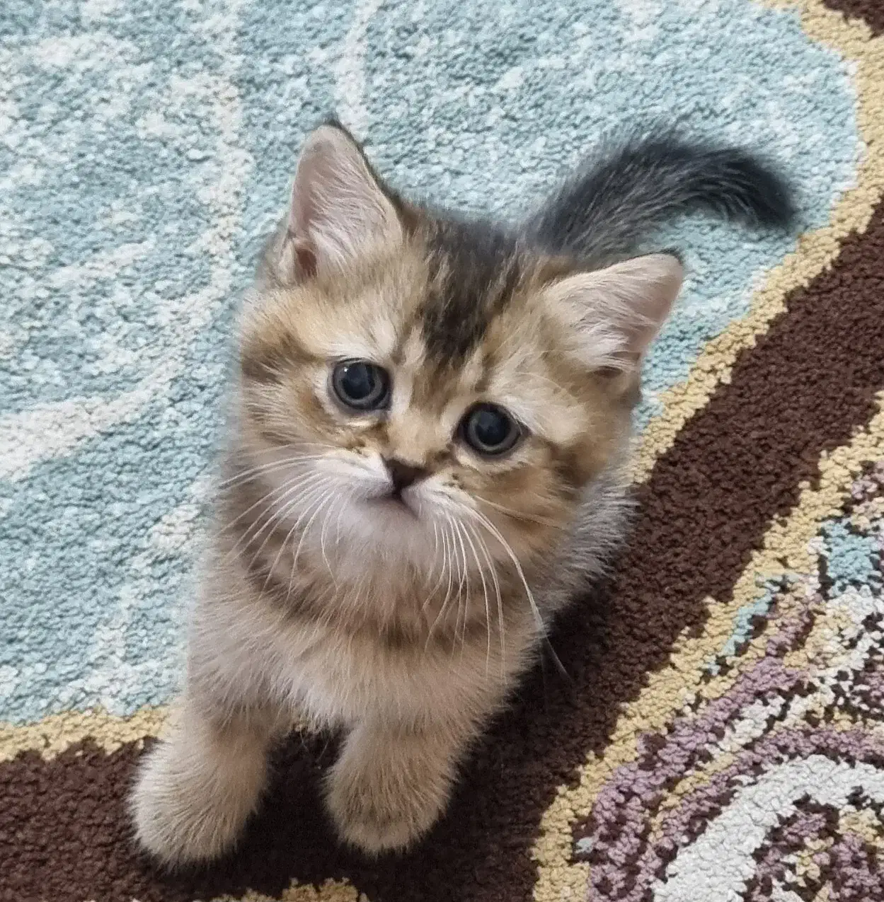 بچه گربه های ناز بریتیش و اسکاتیش|گربه|اهواز, زیباشهر|دیوار