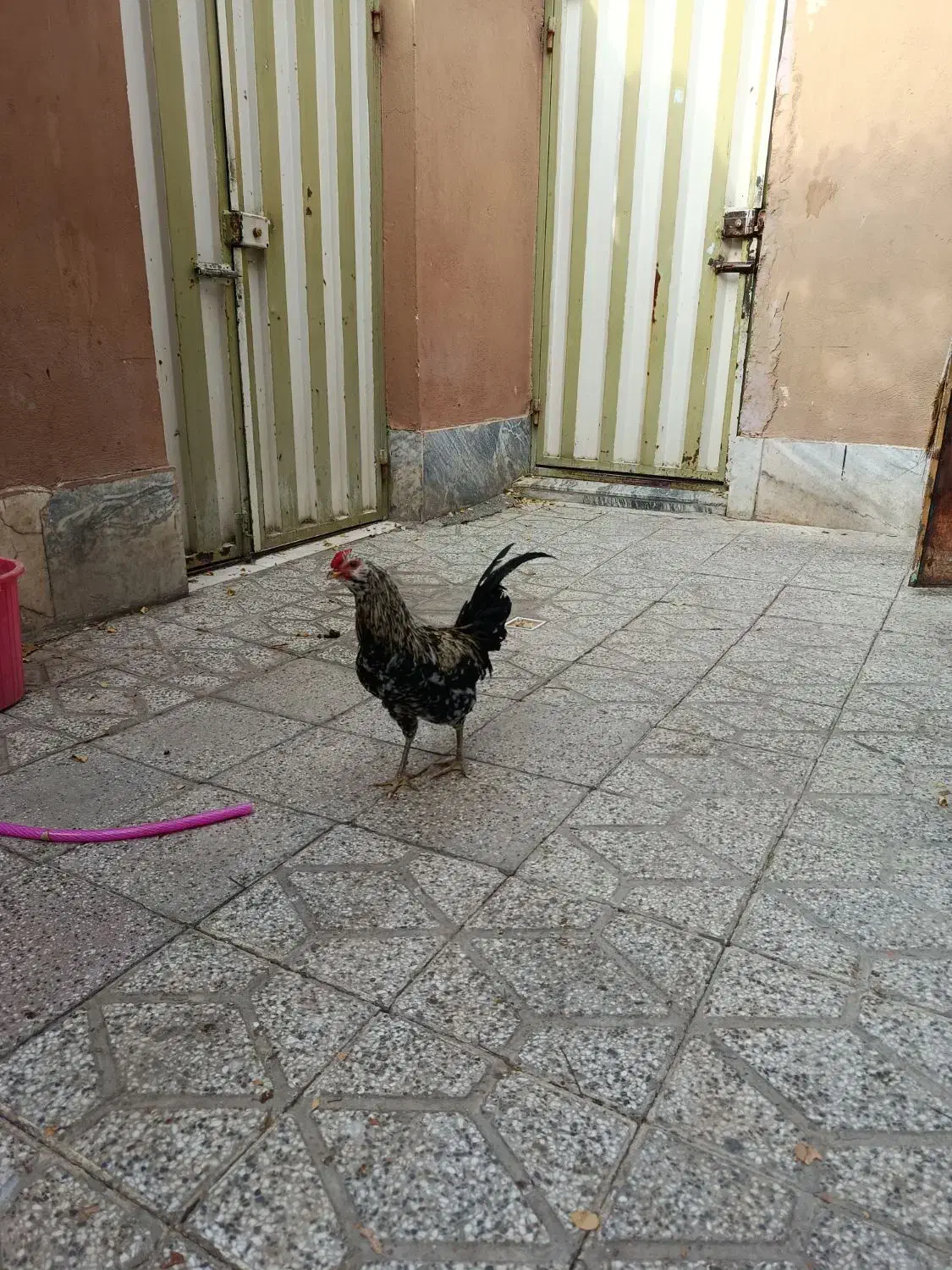 خروس گلین،پنگونی|حیوانات مزرعه|بروجرد, |دیوار