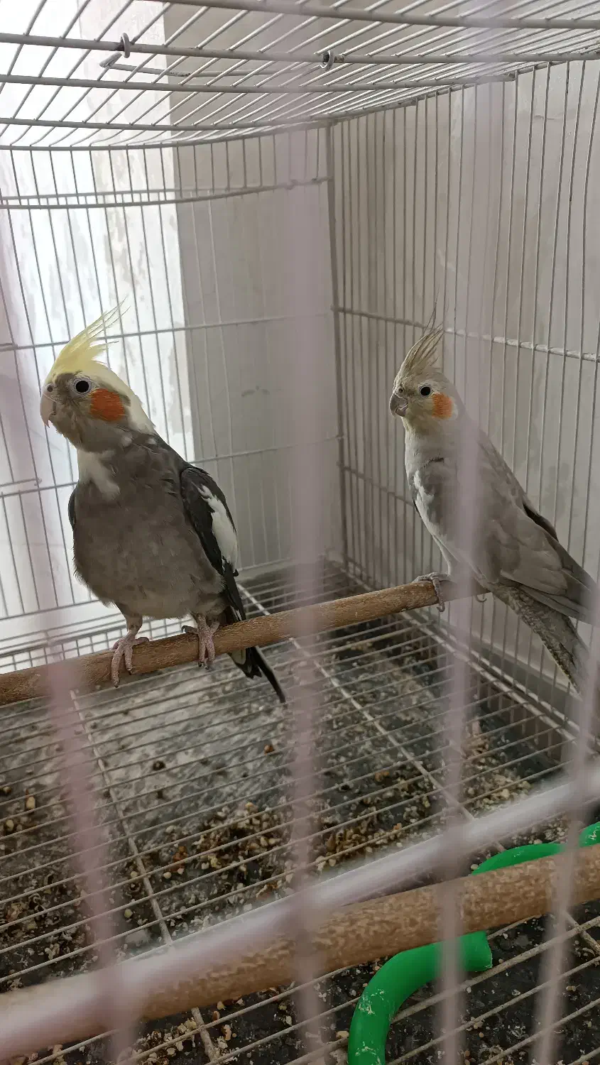 عروس هلندی|پرنده|مشهد, شهرک لشکر (شهرک غرب)|دیوار