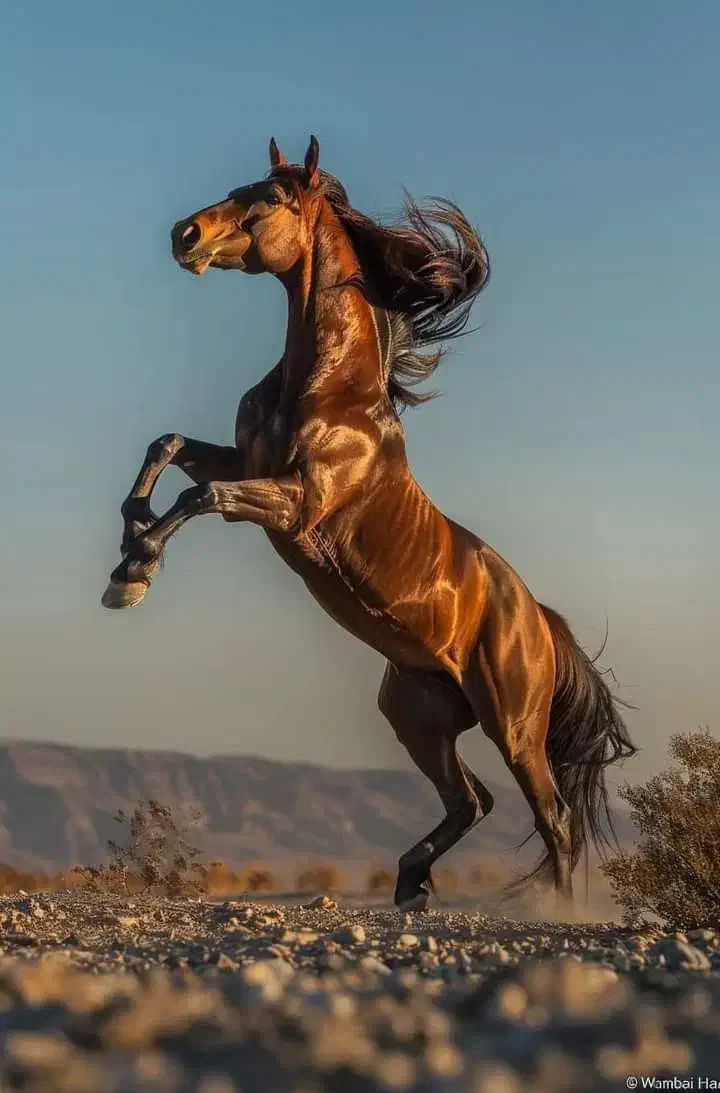 اسب|اسب و تجهیزات اسبسواری|ارژن, |دیوار