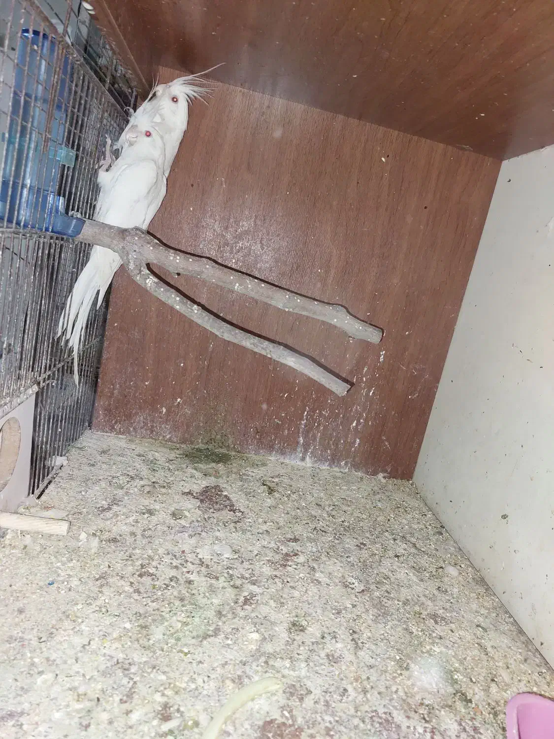 عروس البینو|پرنده|ماهدشت, |دیوار