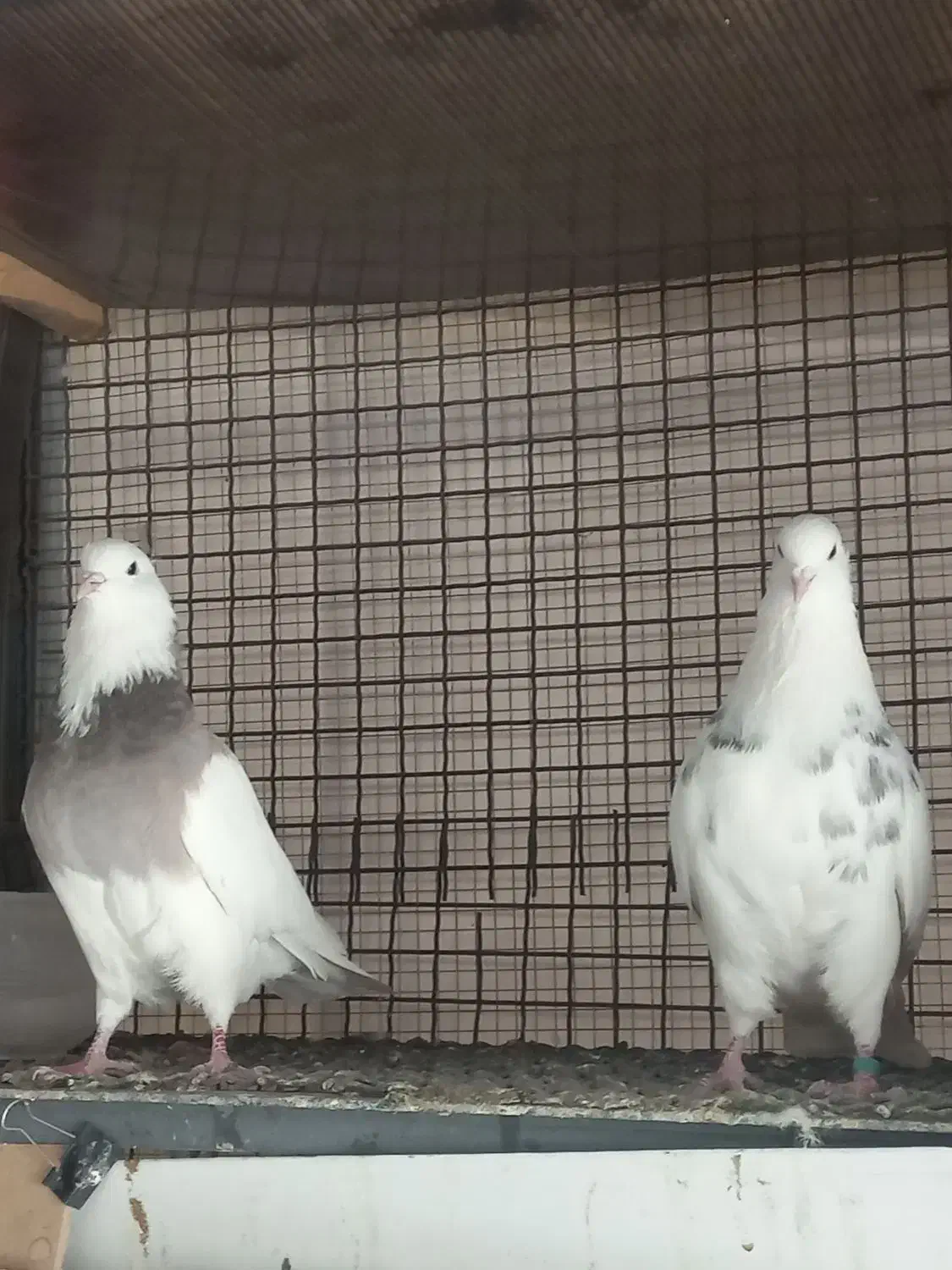 کبوتر طوقی|پرنده|تهران, قزل قلعه|دیوار