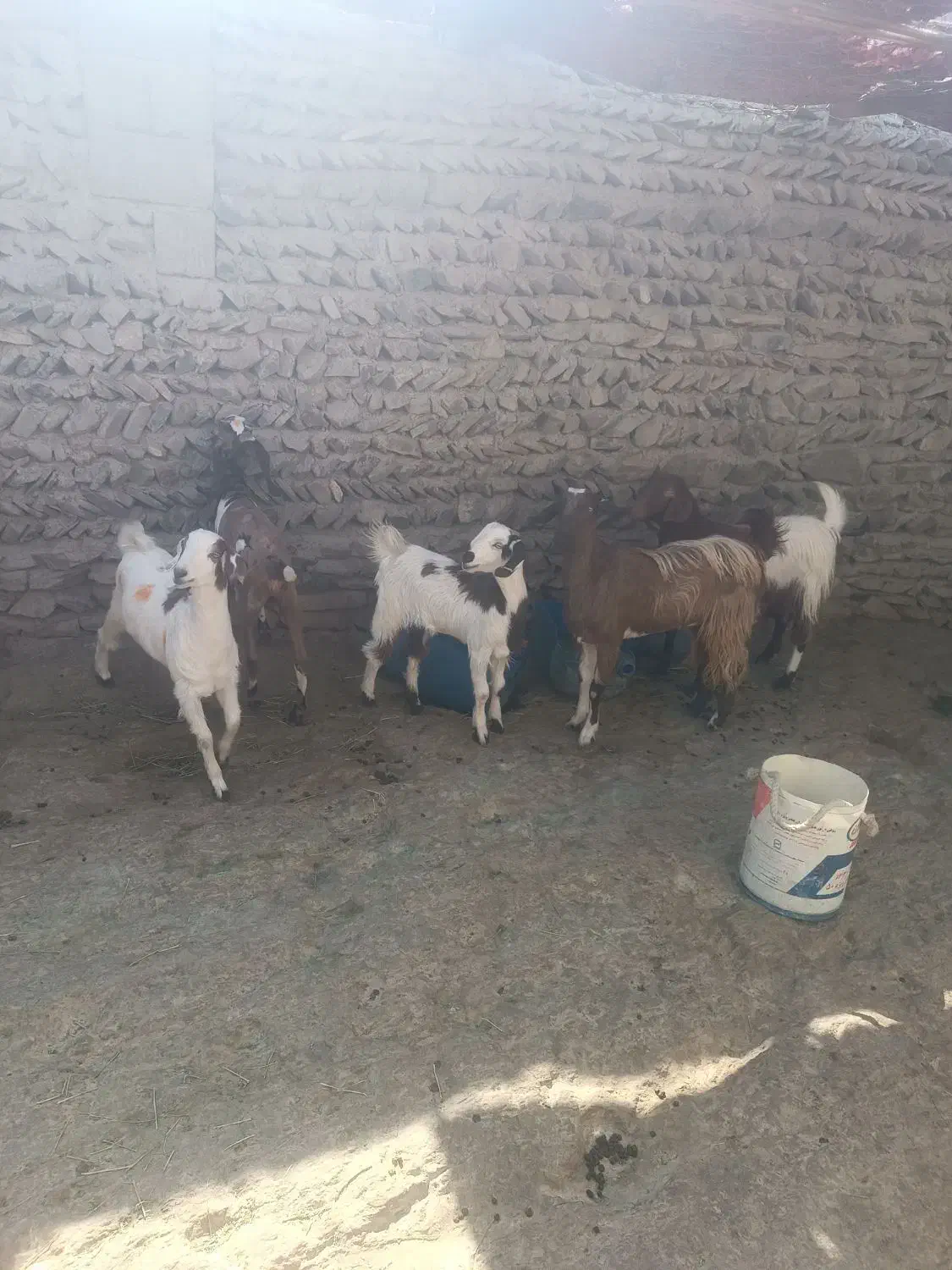 گوسفند برای مالداری|حیوانات مزرعه|سراوان, |دیوار