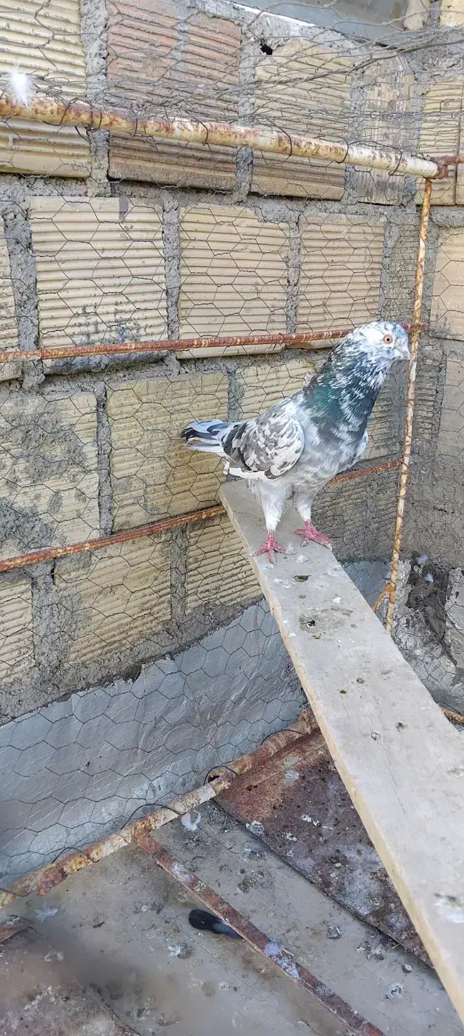 کبوتر سرور و سبز|پرنده|همدان, |دیوار