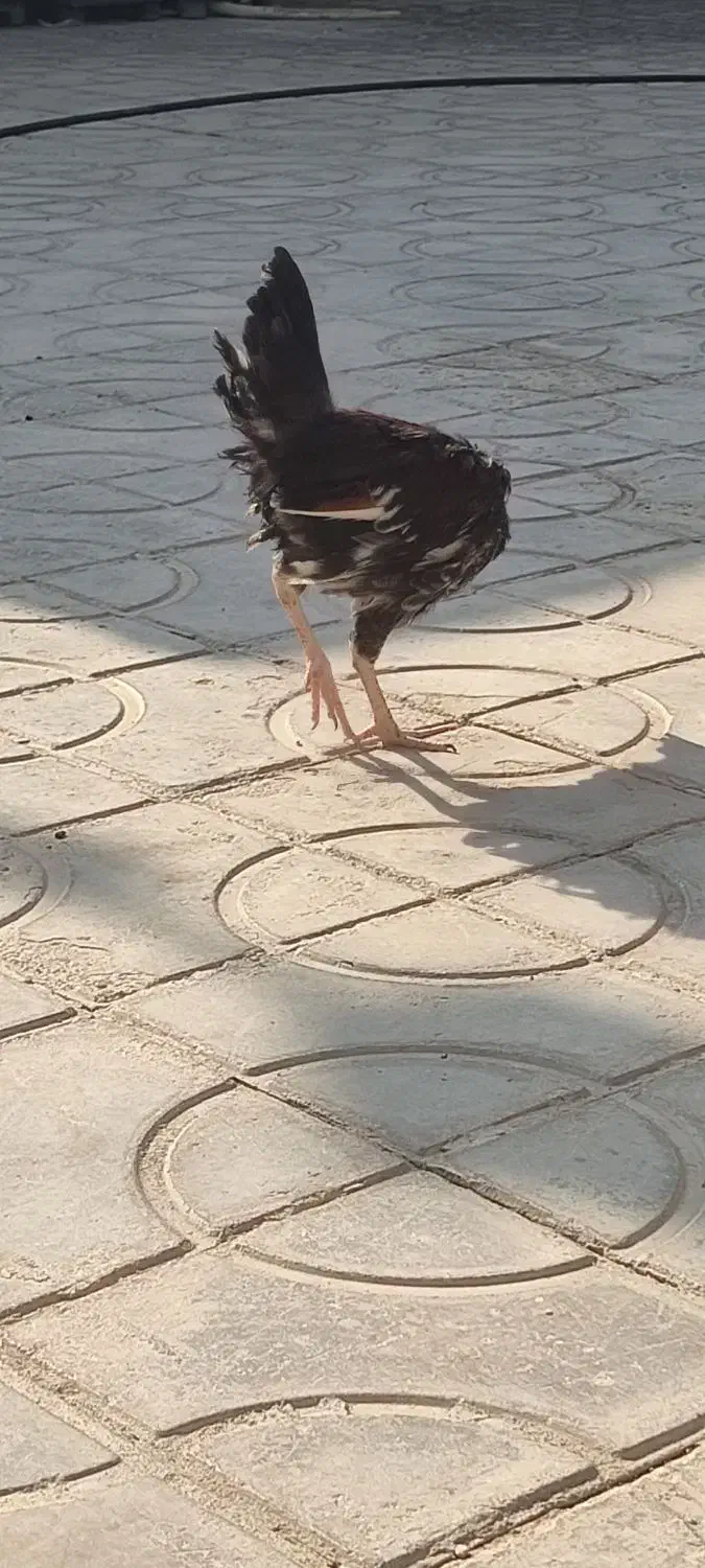 جوجه مرغ محلی|حیوانات مزرعه|نوبندگان, |دیوار