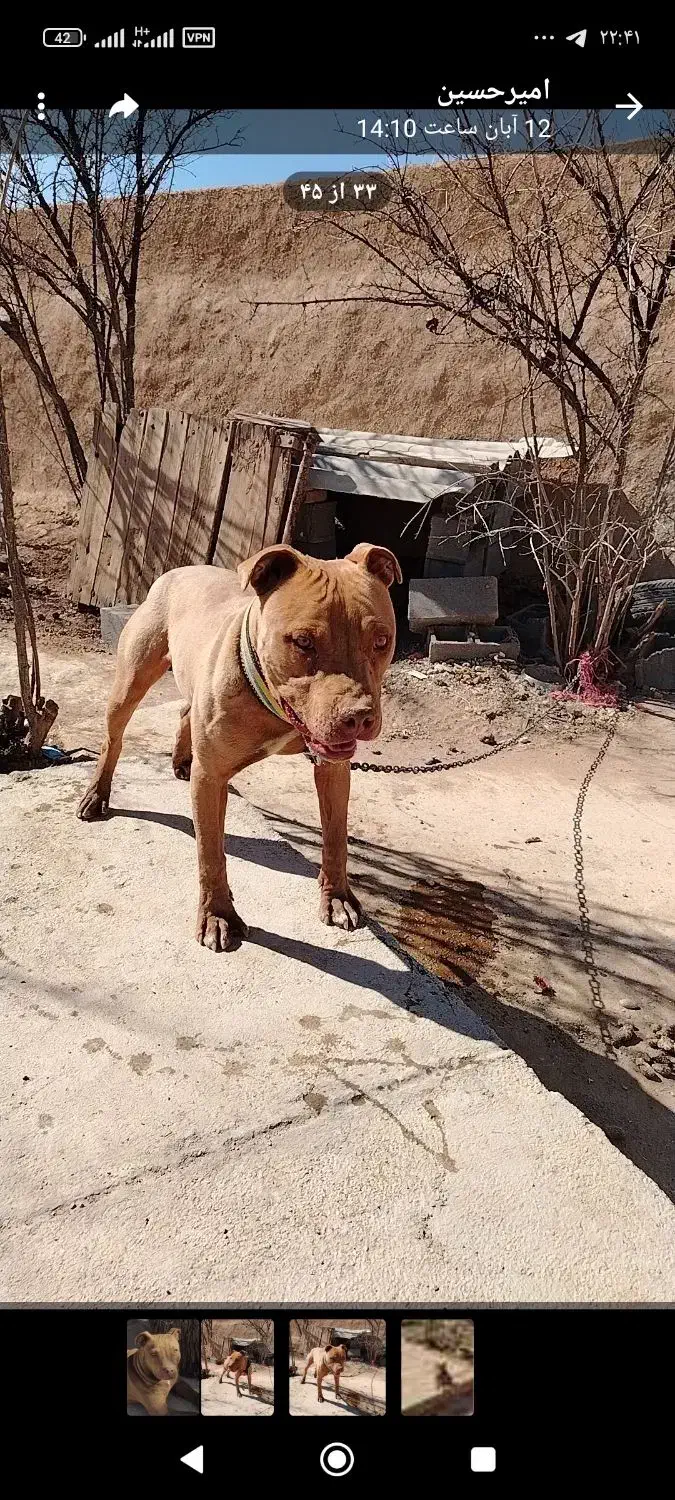 سگ پیتبول نر و ماده|سگ|مبارکه, |دیوار