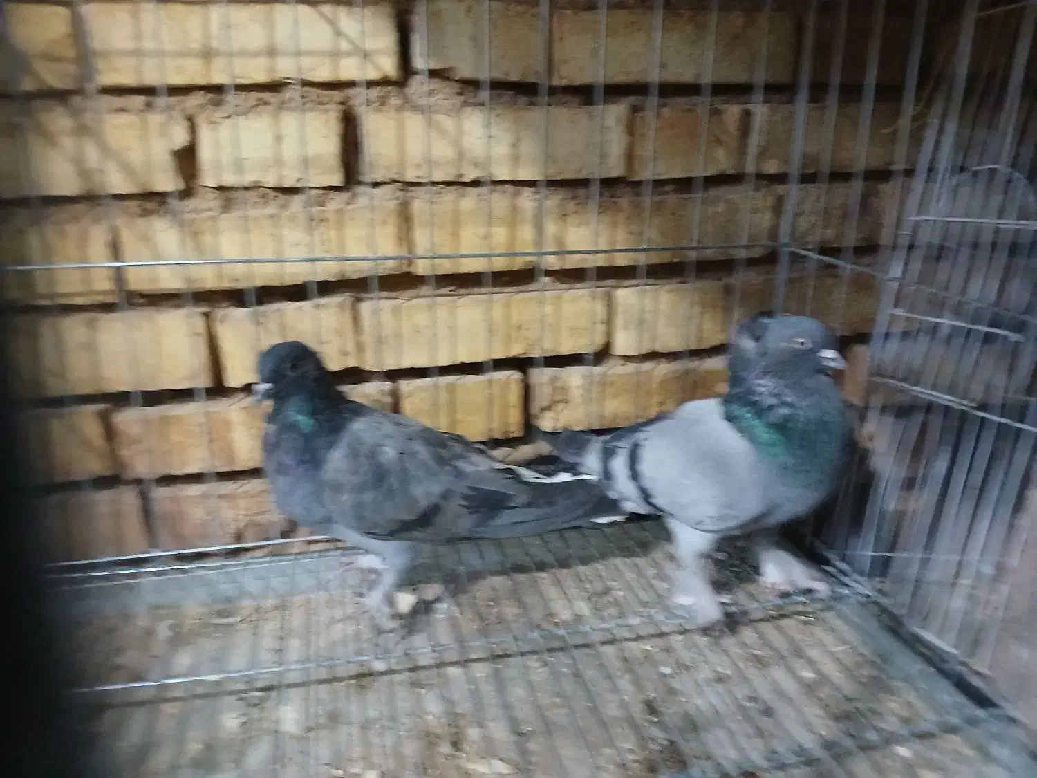 کبوتر کاشانی|پرنده|بروجن, |دیوار