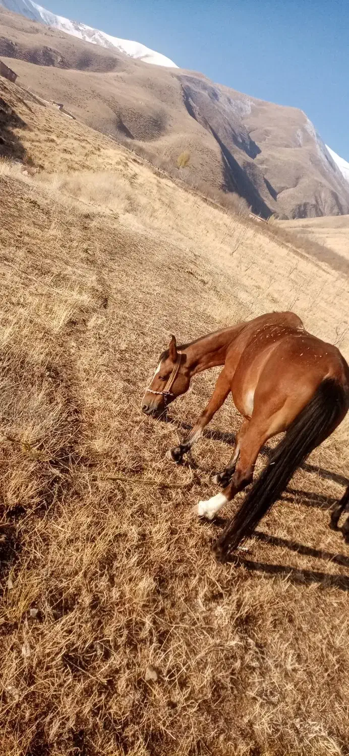 مادیان|اسب و تجهیزات اسب‌سواری|سیلوانه, |دیوار