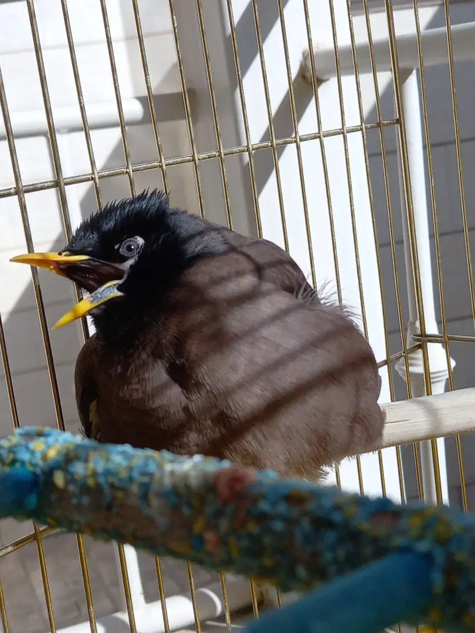 مرغ مینا|پرنده|ری, دولت‌آباد|دیوار