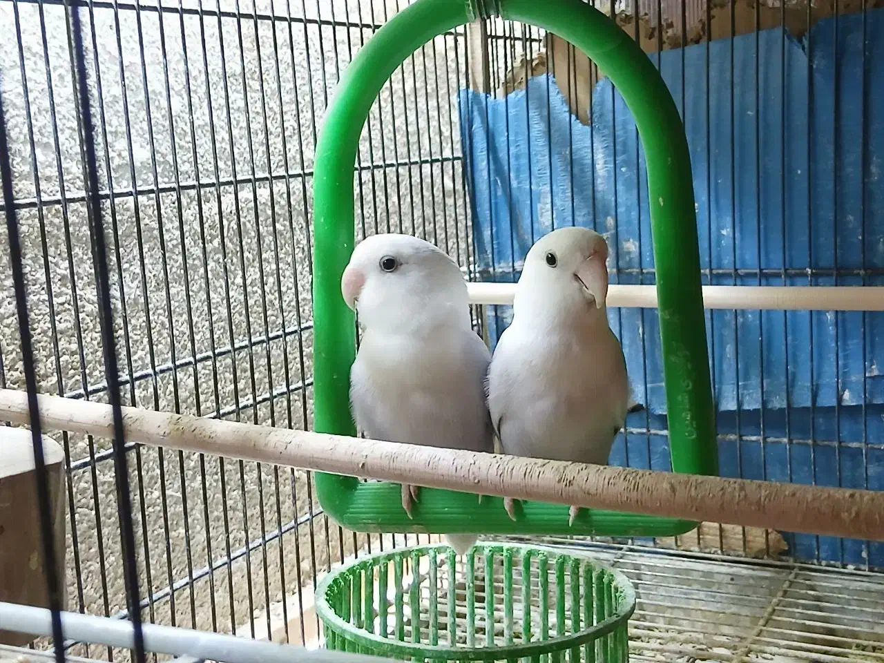 ۲ عدد کوتوله مارال سفید یاسی یک و نیم ساله|پرنده|قم, تولید دارو و یخچال|دیوار