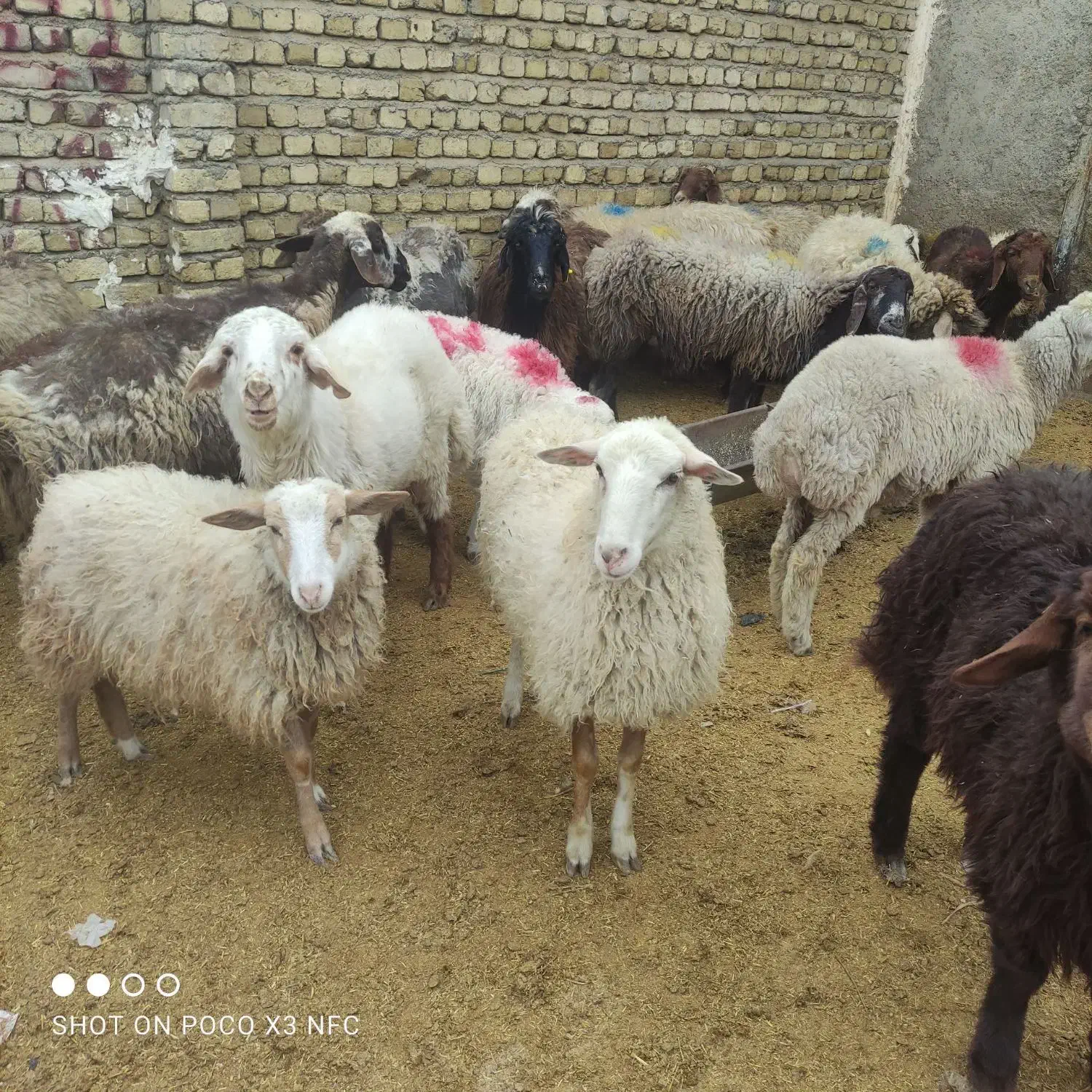 بره نر و ماده به شرط گوشت خوب مشتری پسند|حیوانات مزرعه|مشهد, توس (بلوار توس)|دیوار