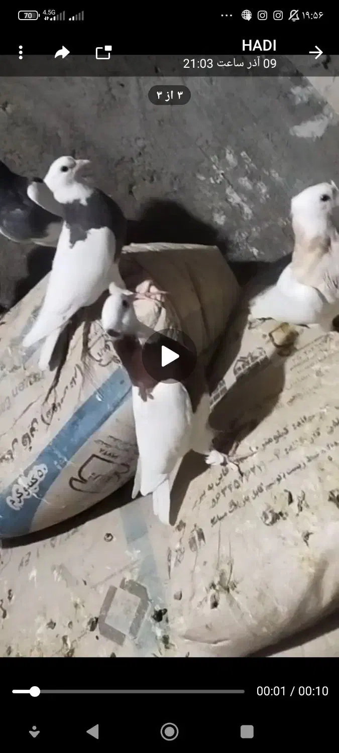 کبوتر کفتر طوقی|پرنده|خواف, |دیوار