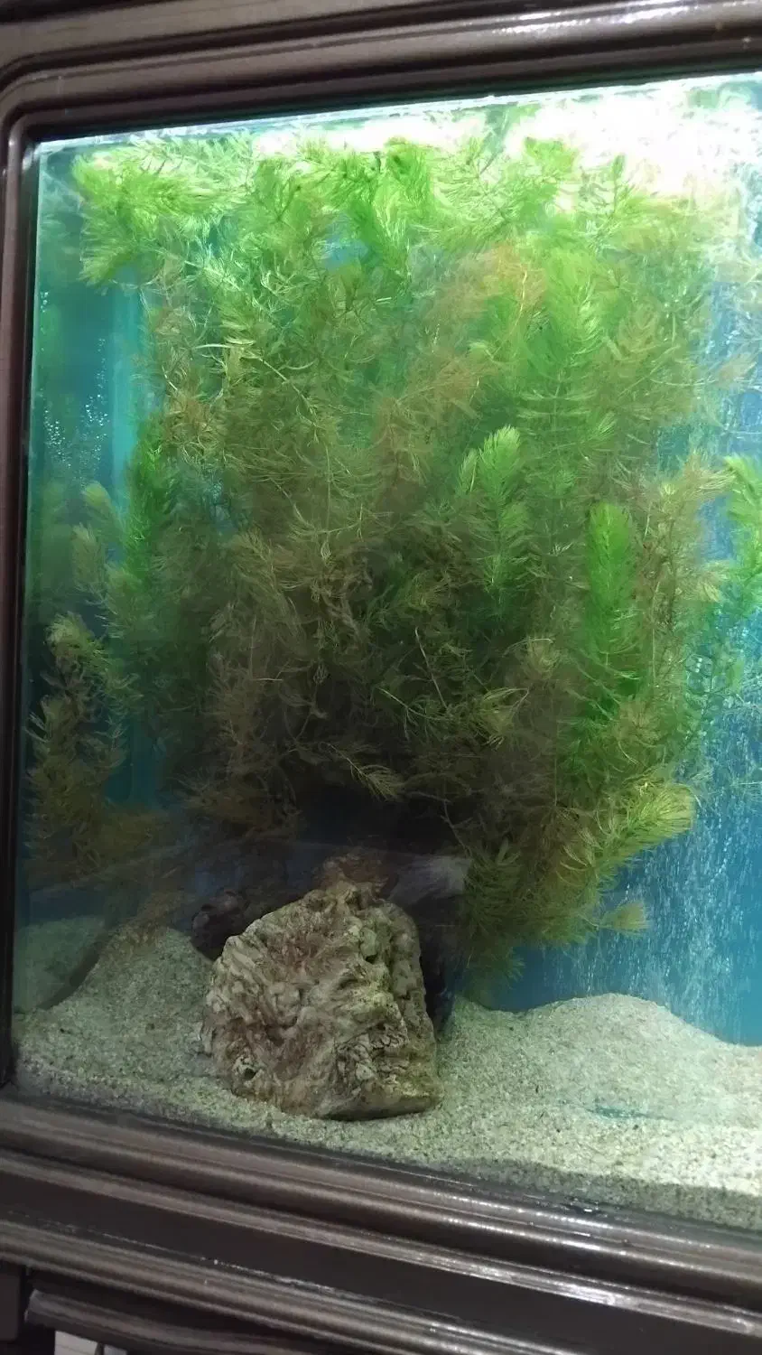 گیاه آکواریومی شویدی مخصوص اکواریوم|ماهی|تبریز, |دیوار