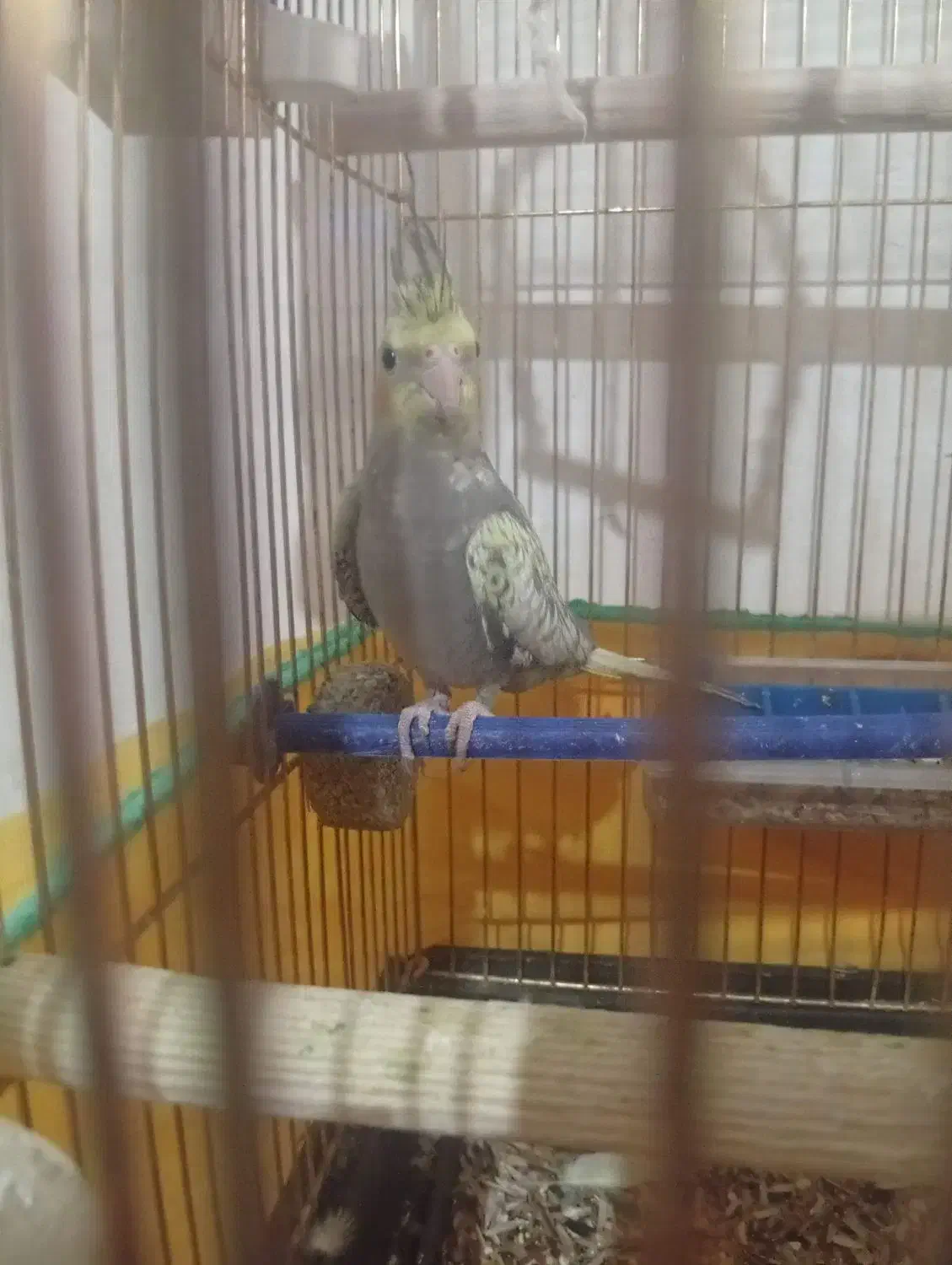 3عدد عروس هلندی|پرنده|یاسوج, |دیوار