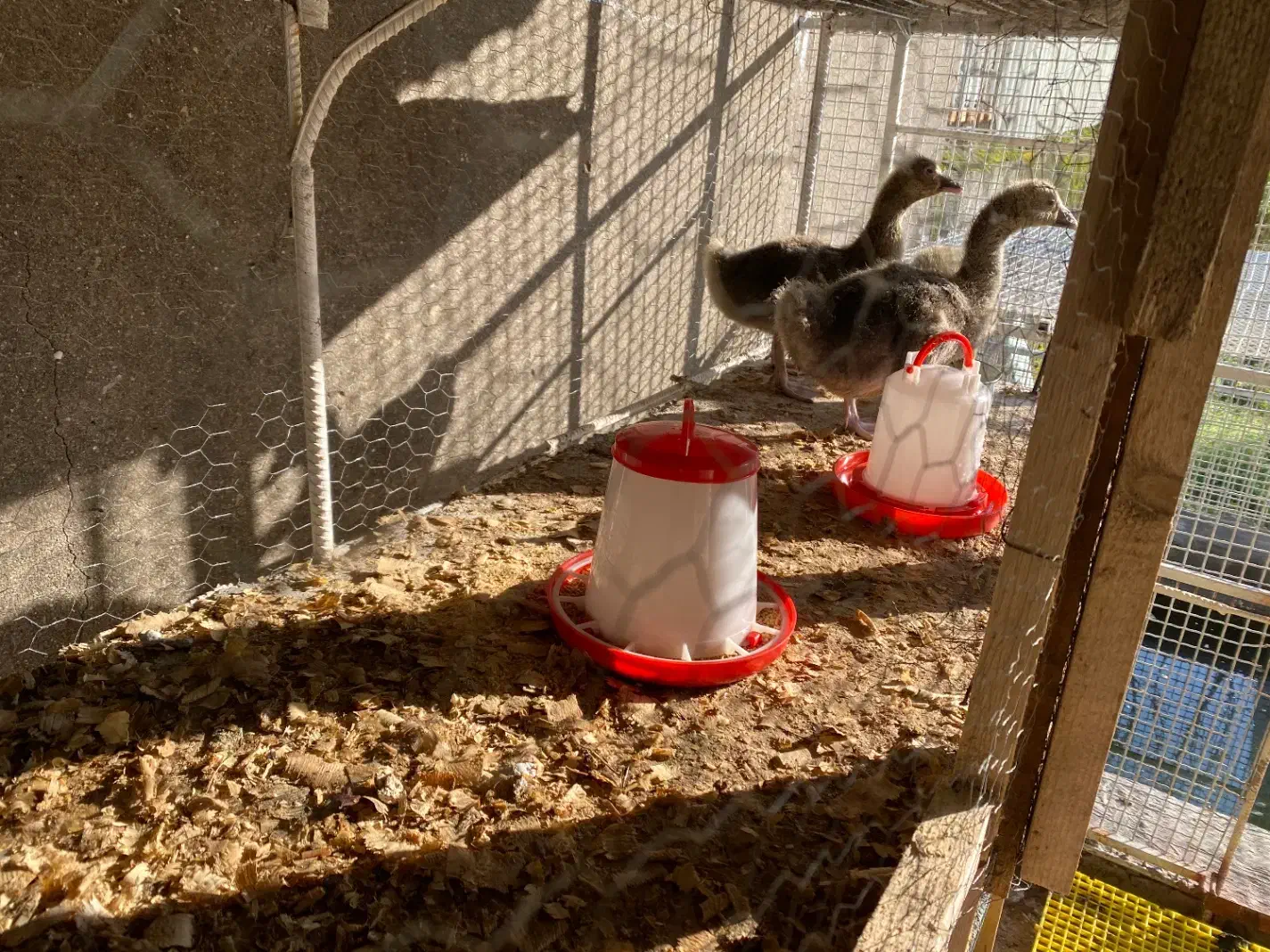 جوجه قو غاز|حیوانات مزرعه|سلمان‌شهر, |دیوار