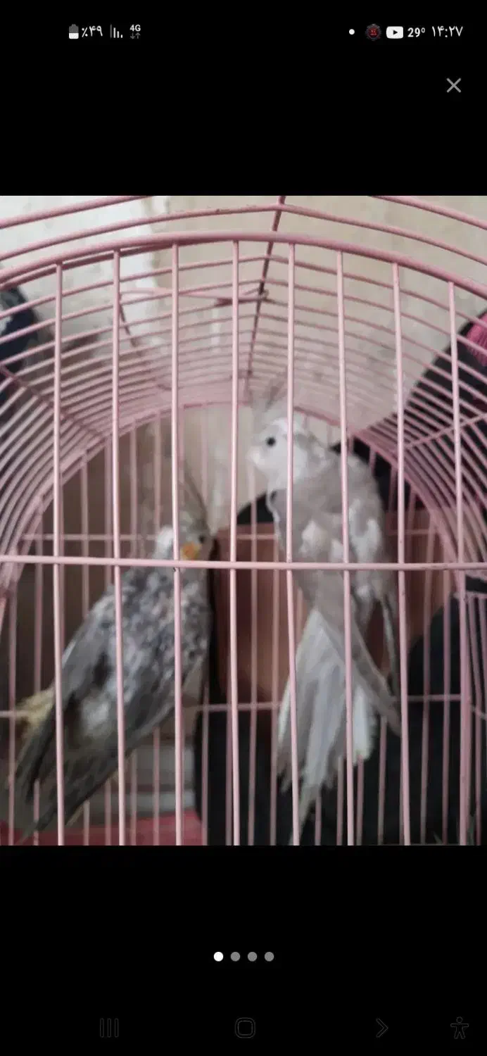 عروس هلندی|پرنده|نگین شهر, |دیوار