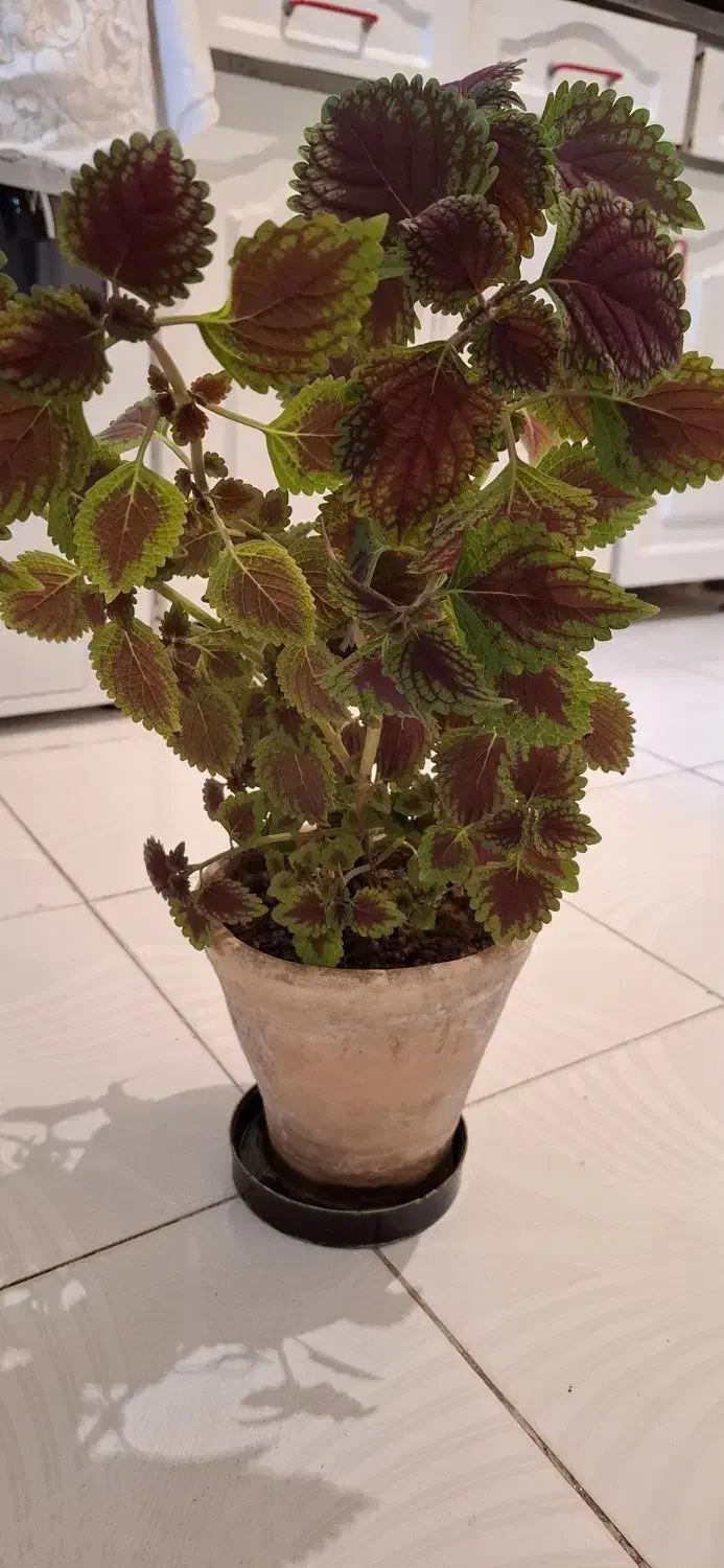 گل طبیعی با گلدان|گل و گیاه طبیعی|کرمانشاه, |دیوار