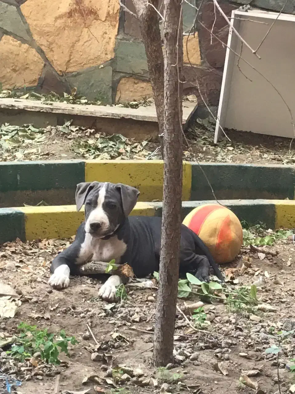 سگ امریکن بولی اصل|سگ|هشتگرد, فاز ۱ مهستان|دیوار