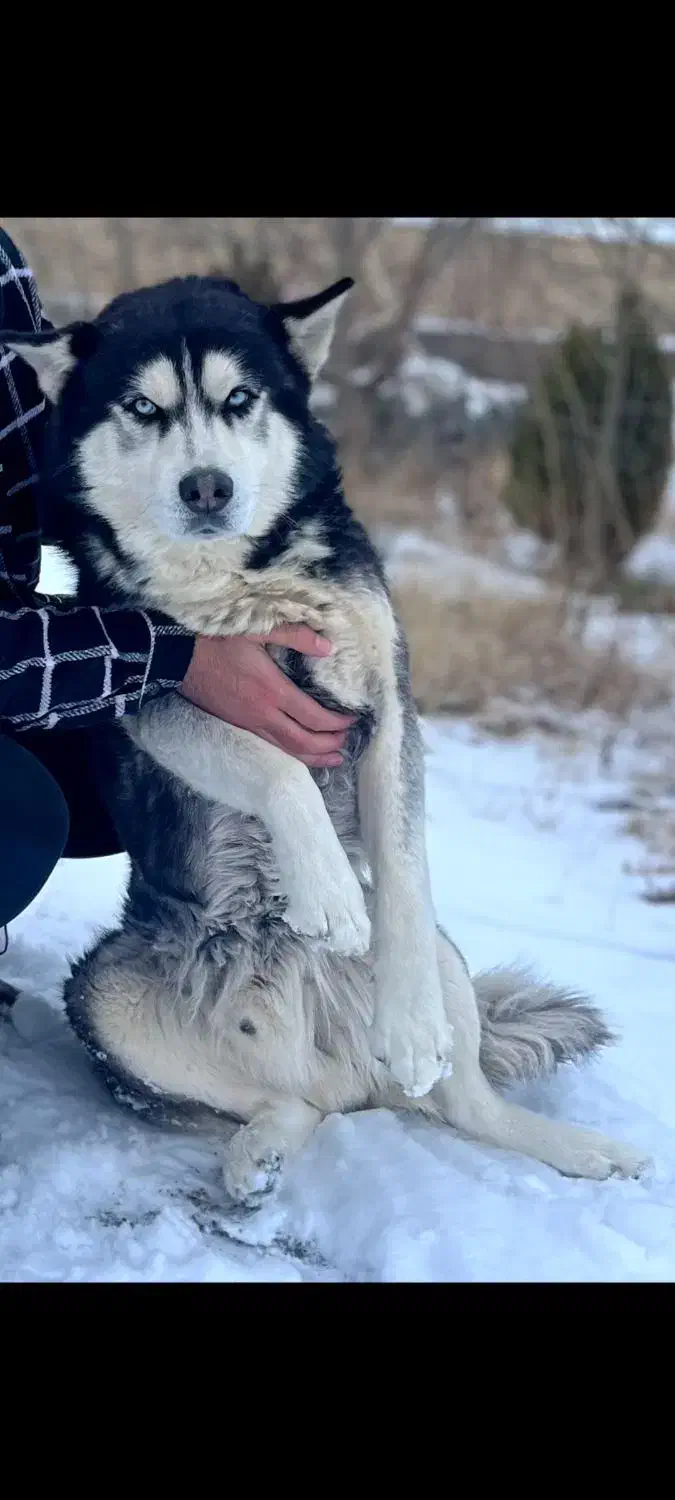 هاسکی اورجینال اصیل|سگ|فریمان, |دیوار