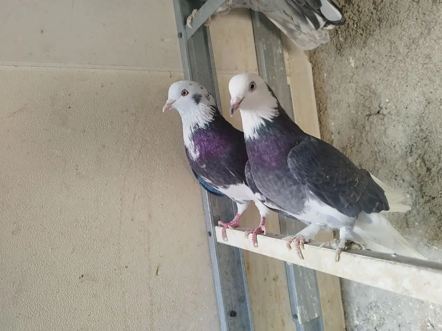 کبوتر پرشی یجایی|پرنده|شهریار, شهرک بهاران (ویره)|دیوار