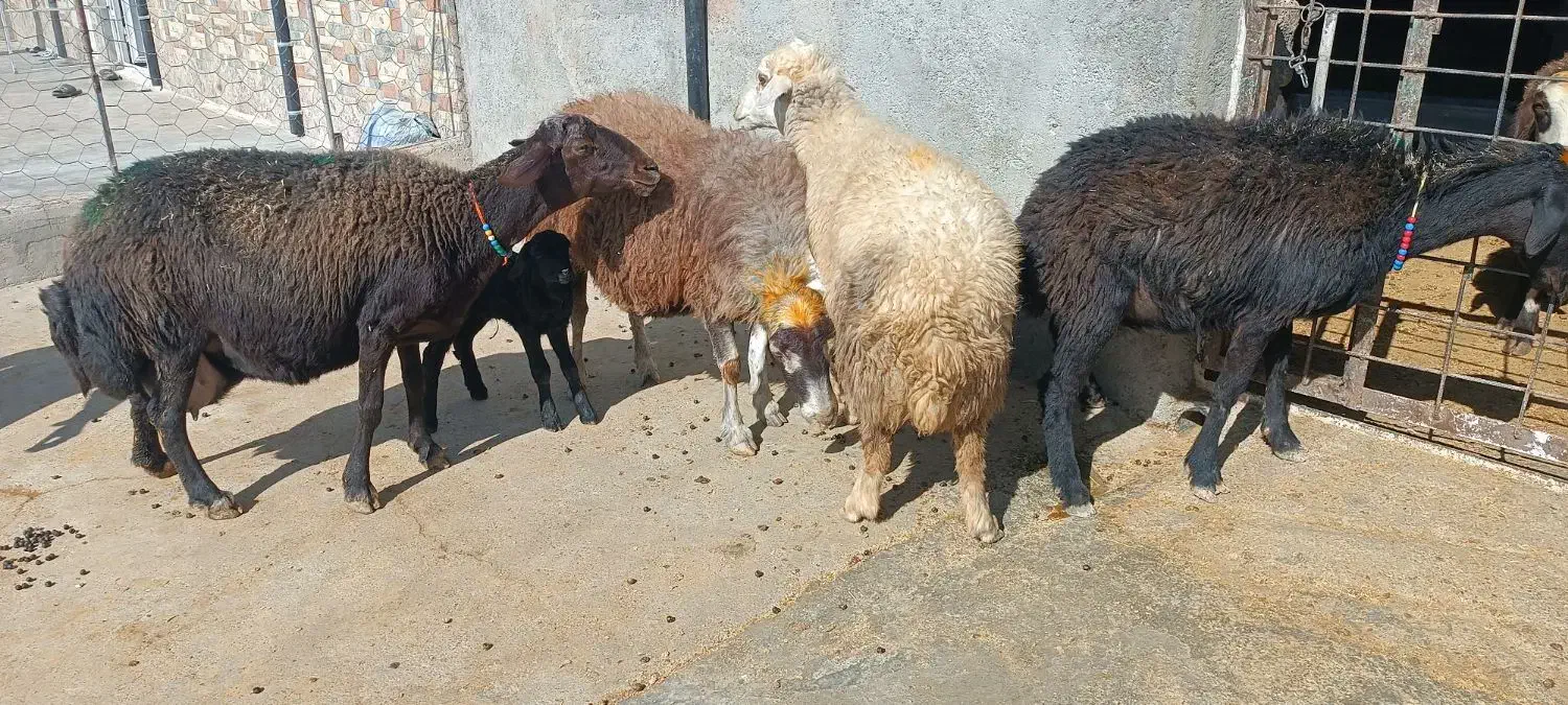 میش و بره|حیوانات مزرعه|کوهدشت, |دیوار