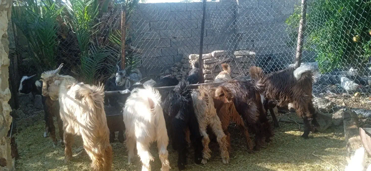 فروش 20راس کهره نر|حیوانات مزرعه|فسارود, |دیوار