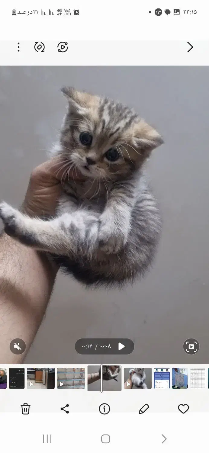 توله بریتیش بلک گلد|گربه|یزد, |دیوار